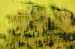 秋緑の池