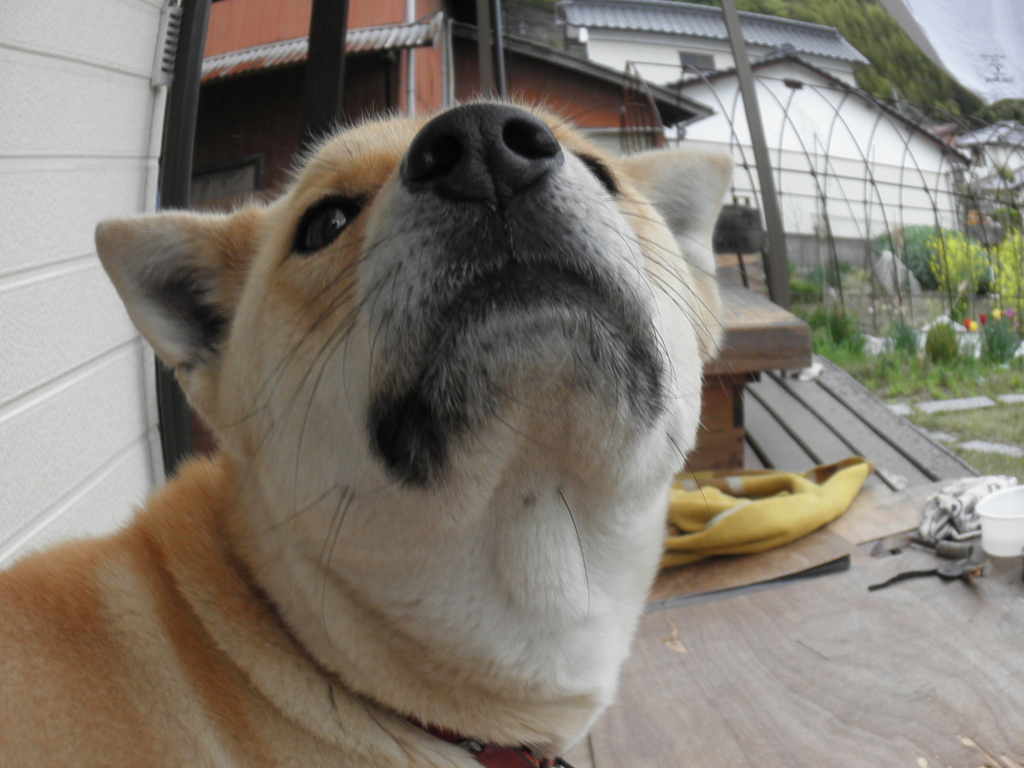 魚眼