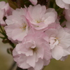 八重