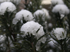 雪