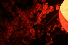夜桜