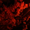 夜桜