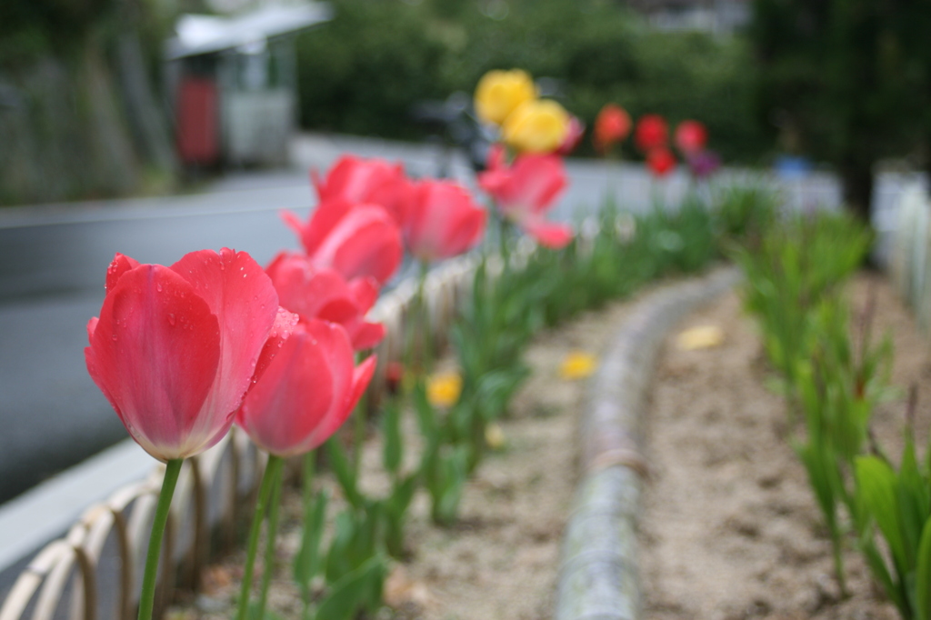田舎道
