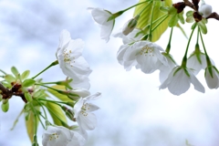 赤実大島桜