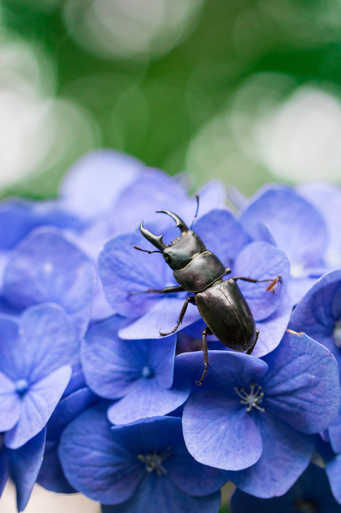 コクワガタの紫陽花めぐり