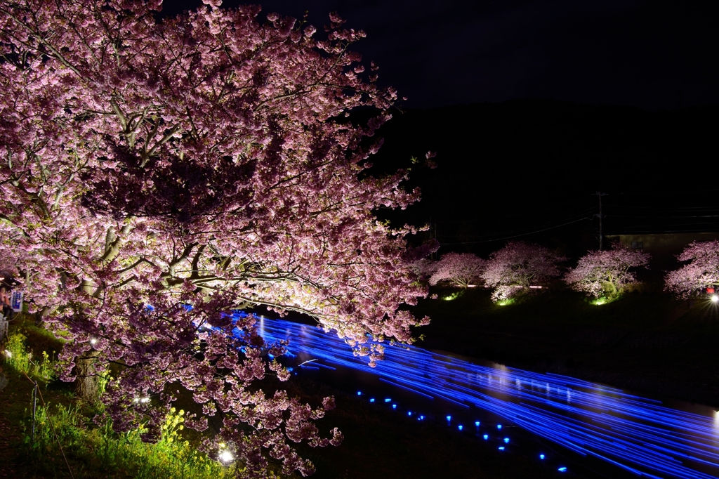 夜桜☆流れ星2015