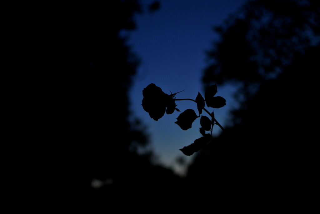 ROSE SILHOUETTE