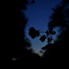 ROSE SILHOUETTE