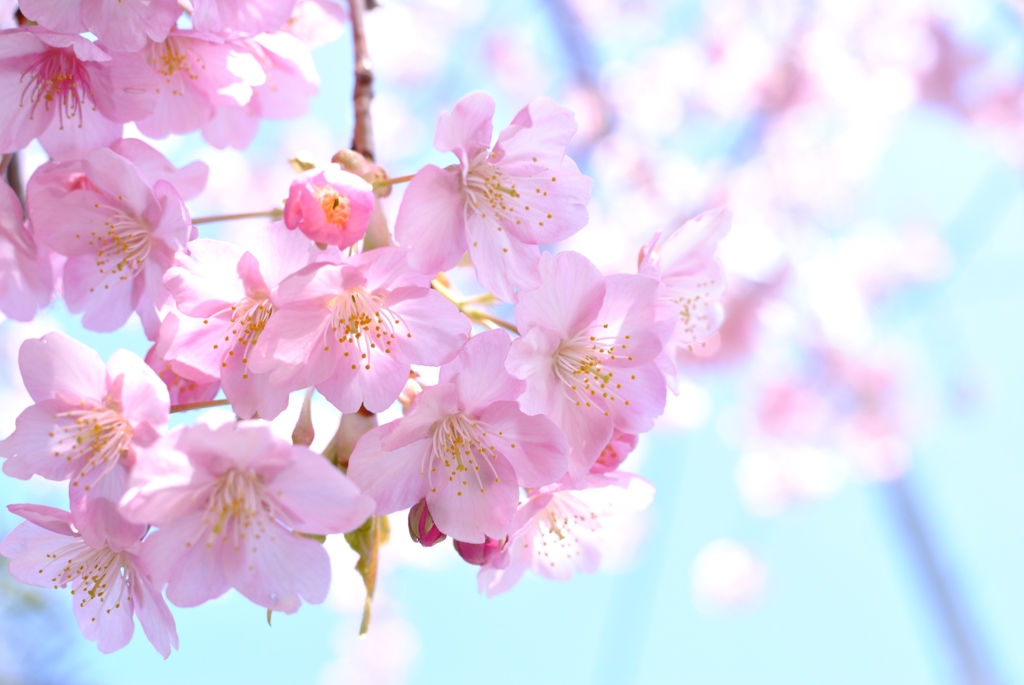 河津桜