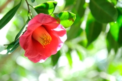 Camellia japonica ①