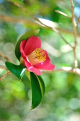 Camellia japonica ②
