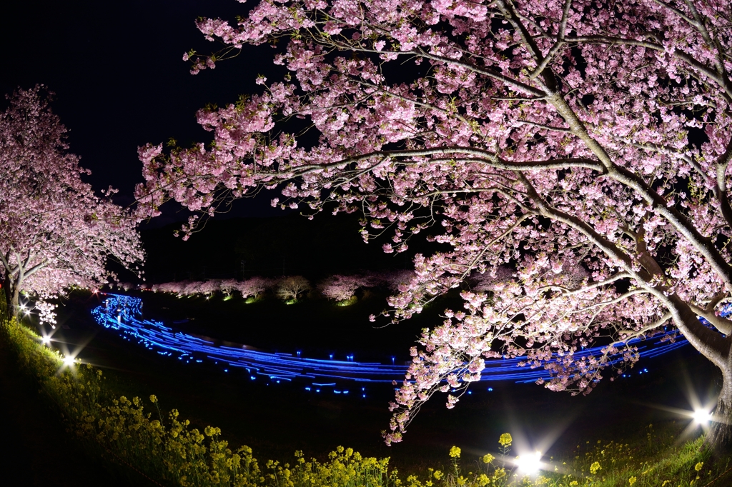 夜桜☆流れ星2015 魚眼ver