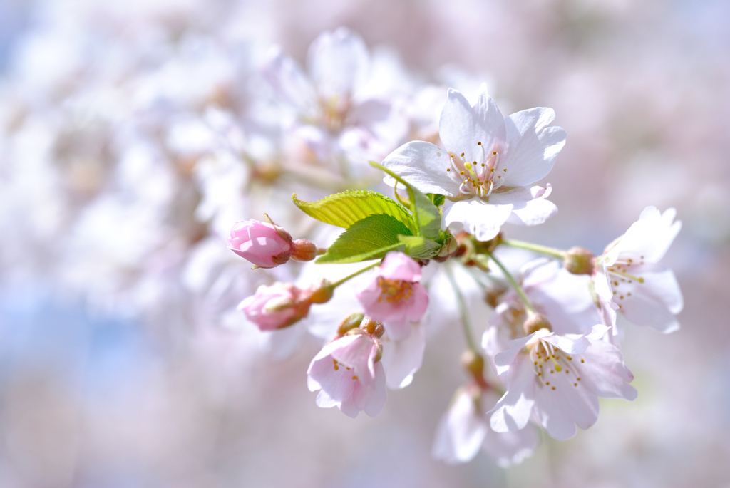 桜