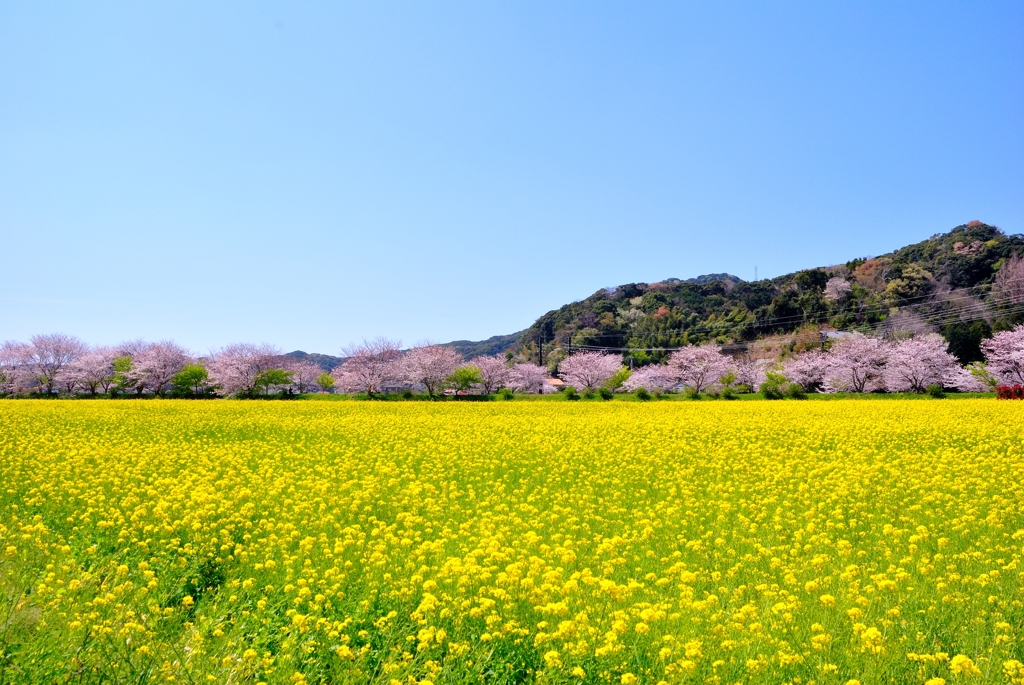 さくらのある風景④