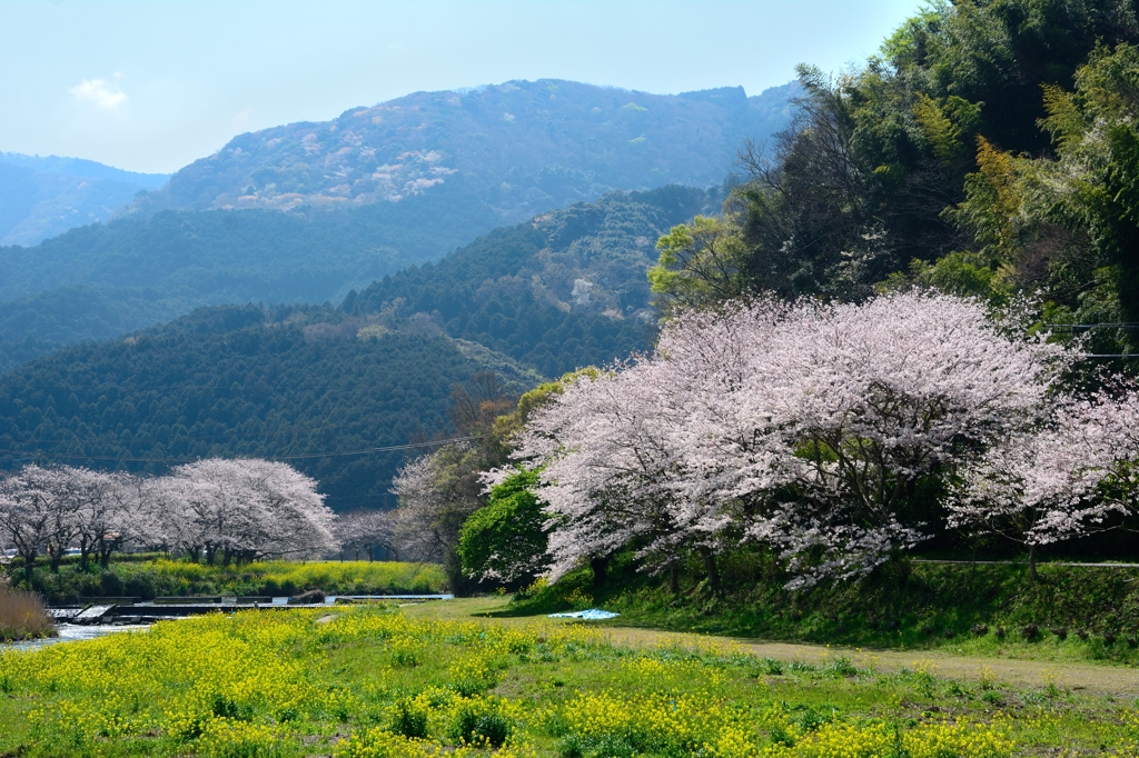 さくらのある風景①