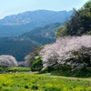 さくらのある風景①