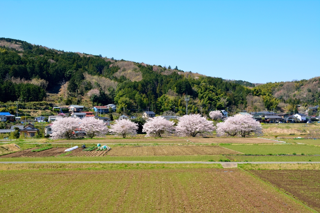 さくらのある風景③