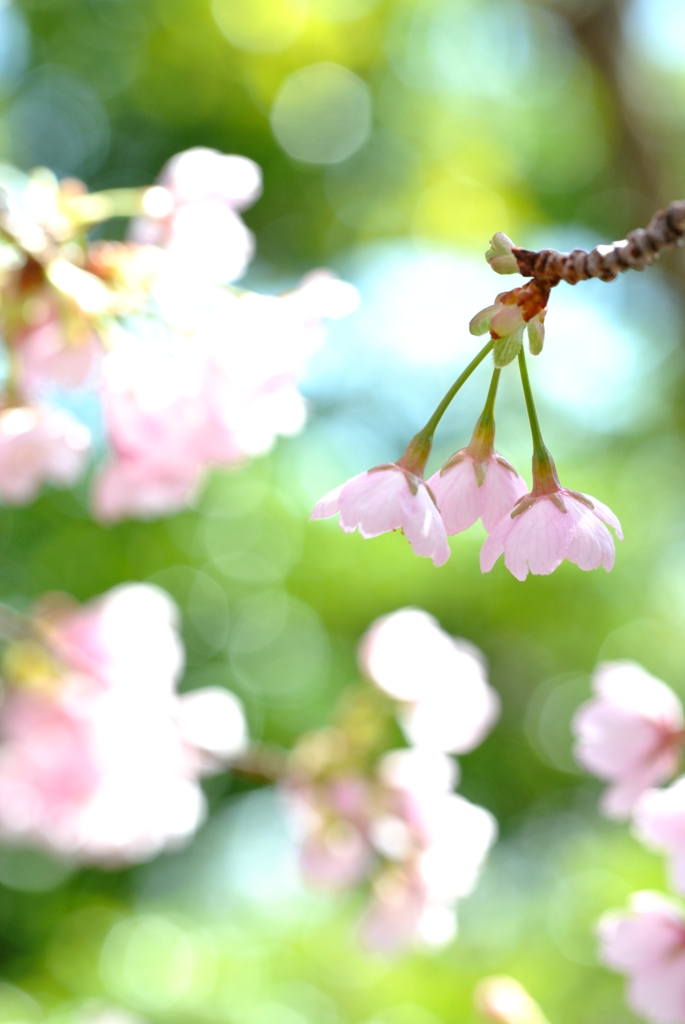 大寒桜