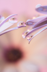 Osteospermum in the drop of water 