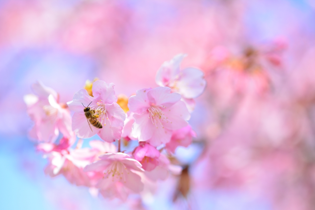 河津桜と・・・虻？