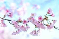 大寒桜