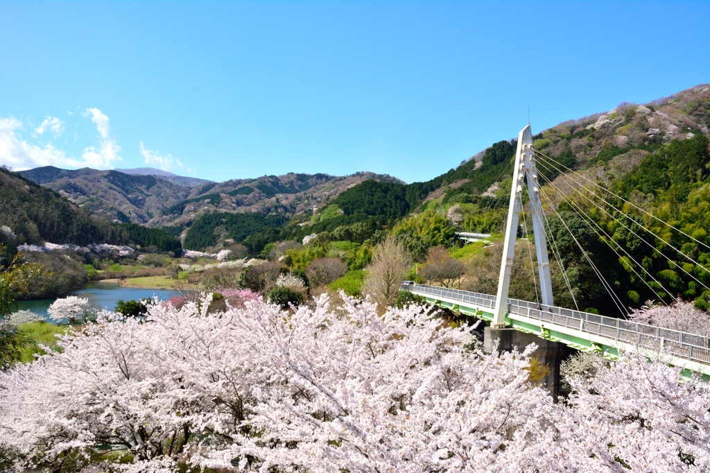 さくらのある風景②