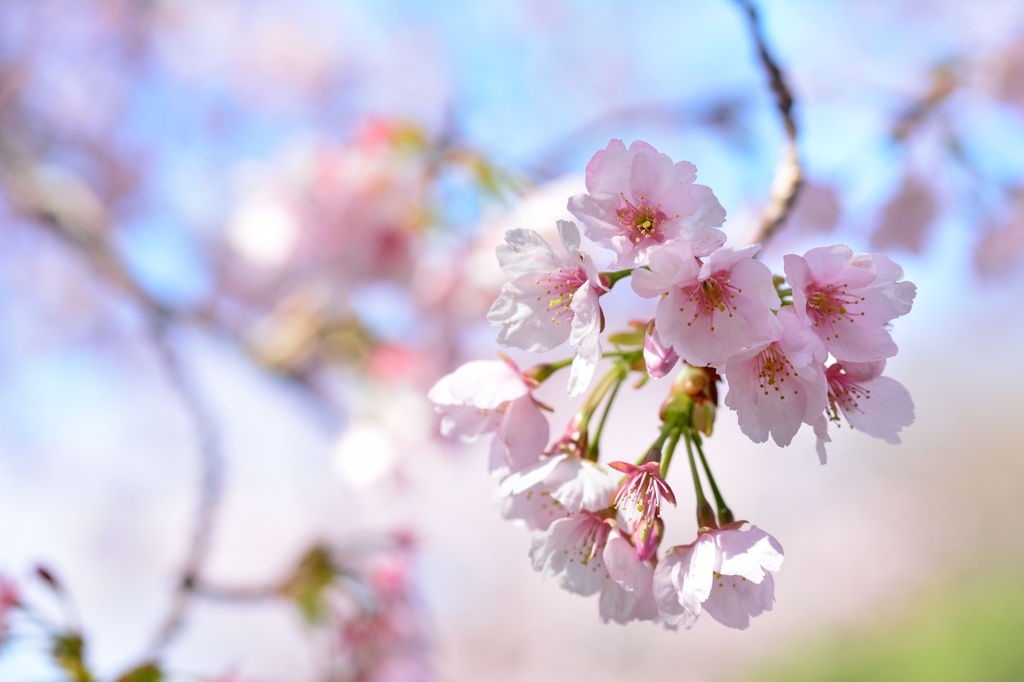 大寒桜