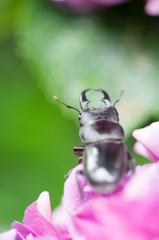 コクワガタの紫陽花めぐり