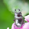 コクワガタの紫陽花めぐり