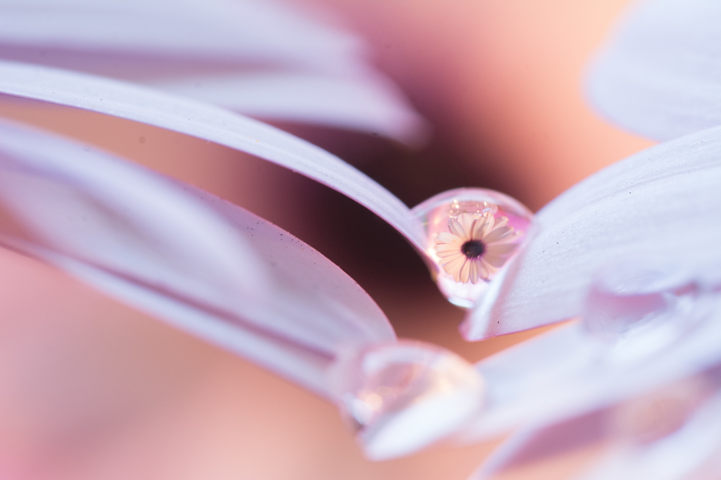 Osteospermum in the drop of water 