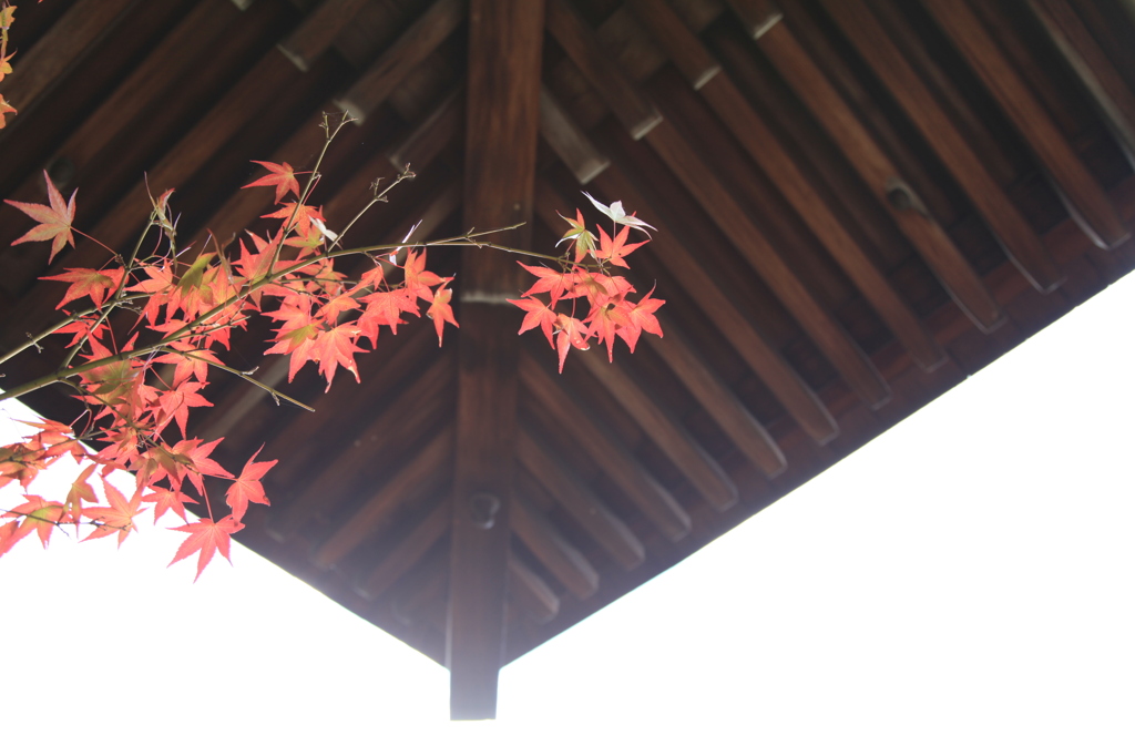 マッチング-紅葉と寺-