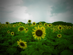Sun ｆｌｏｗｅｒ