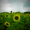 Sun ｆｌｏｗｅｒ