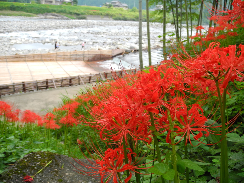 岐阜の梁を彩る曼珠沙華