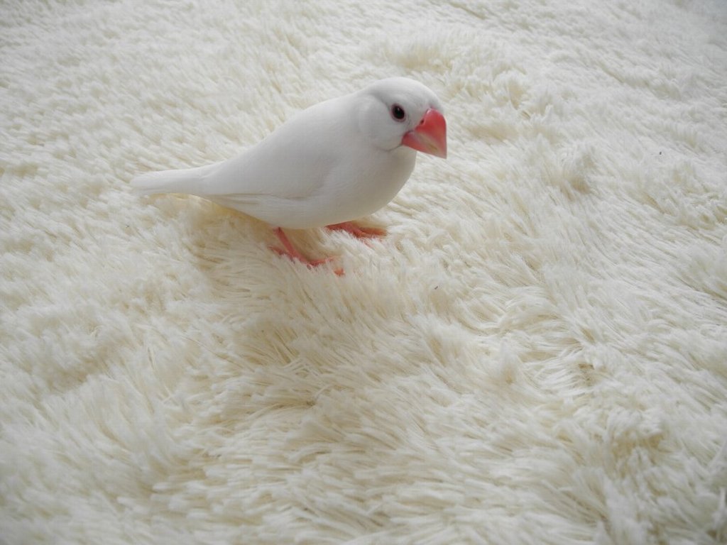 保護色