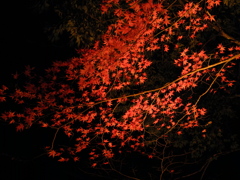 ―　yomomiji (よもみじ）―