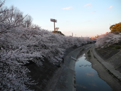 桜散歩