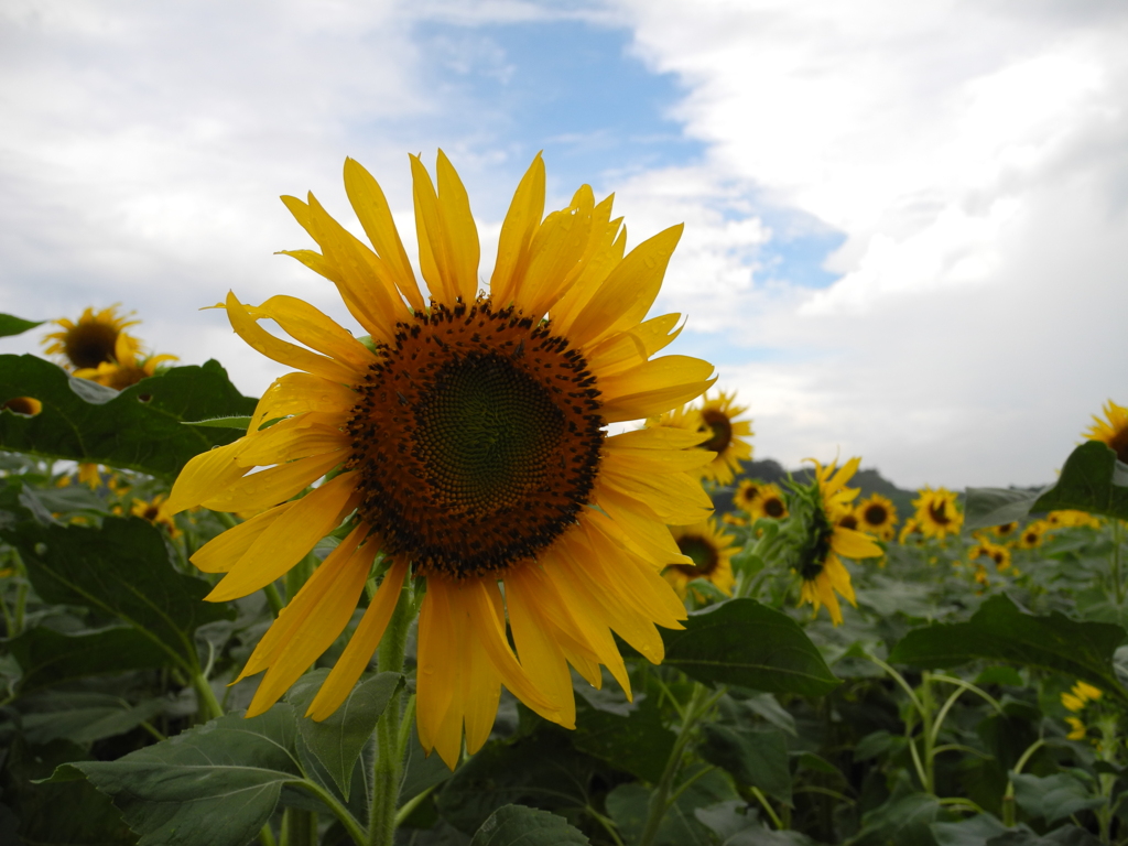 Sun ｆｌｏｗｅｒ