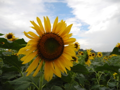 Sun ｆｌｏｗｅｒ