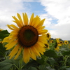 Sun ｆｌｏｗｅｒ