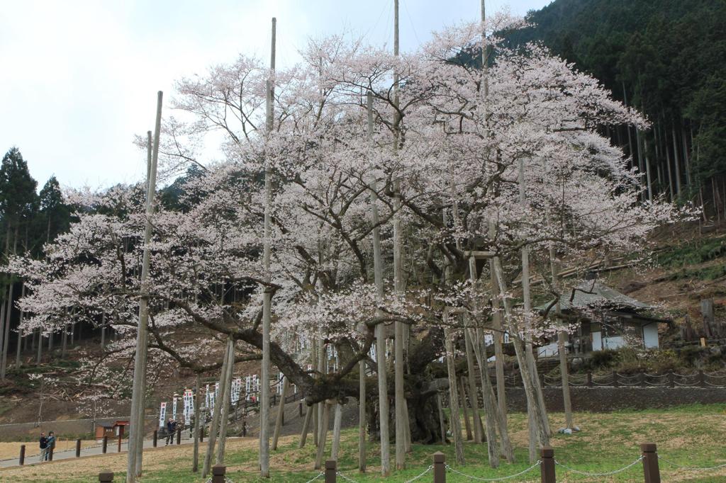 淡墨桜