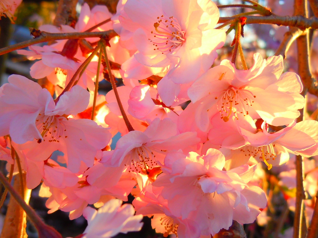 日光浴中の桜