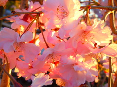 日光浴中の桜
