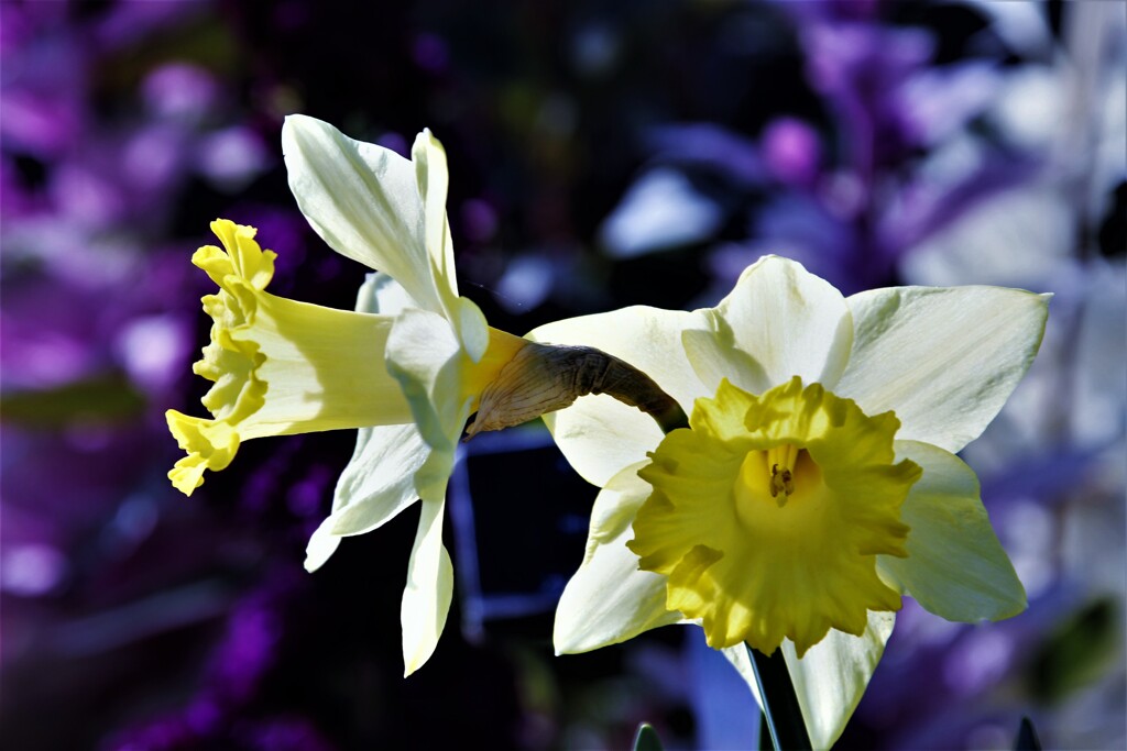 Unrequited love...Daffodil