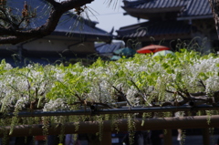 Wisteria is in full bloom here !