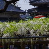 Wisteria is in full bloom here !