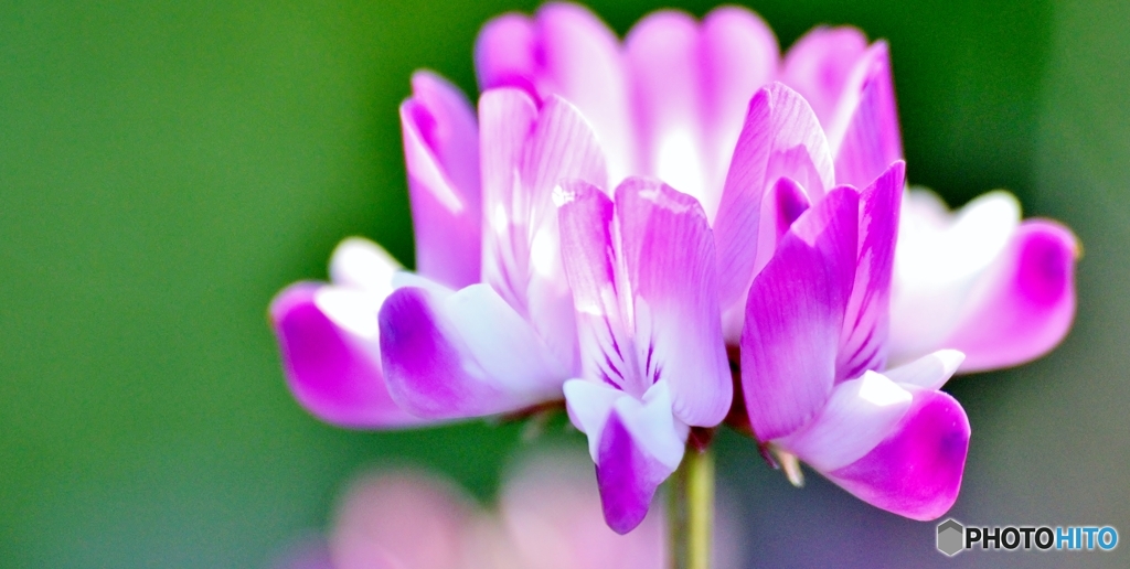 Chinese milk vetch ( 蓮華草 ）