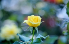 薔薇の薗＿⑫