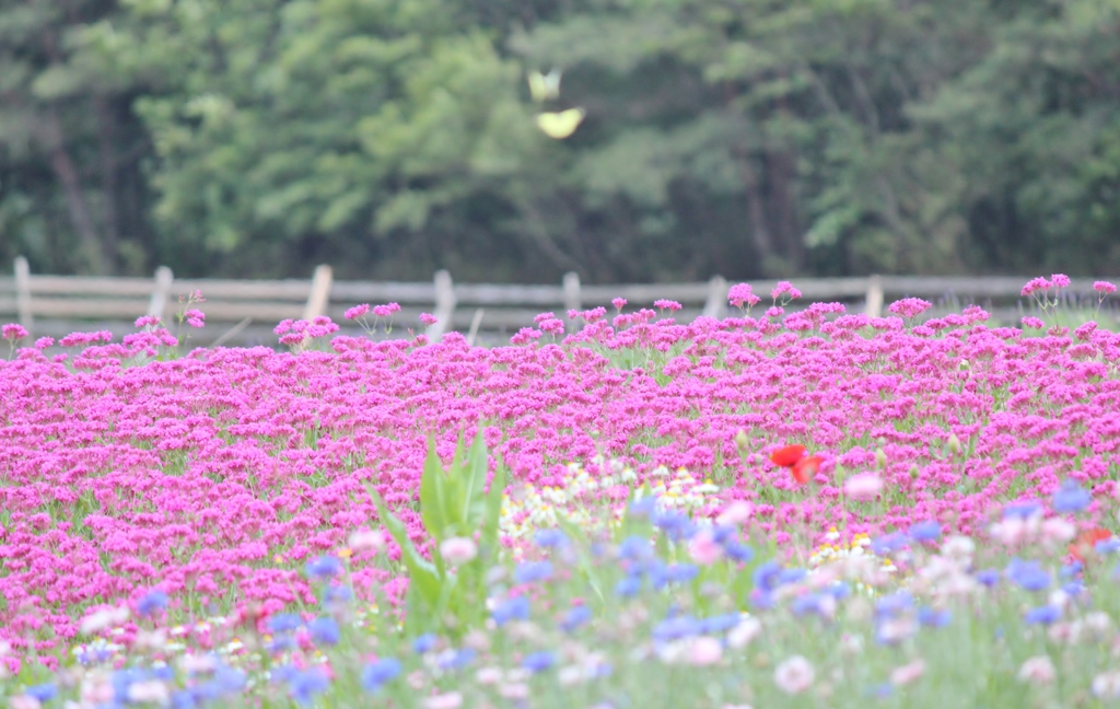 青山リゾート花フェスタⅡ