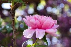 Mystery of Peony flower & Solar energy